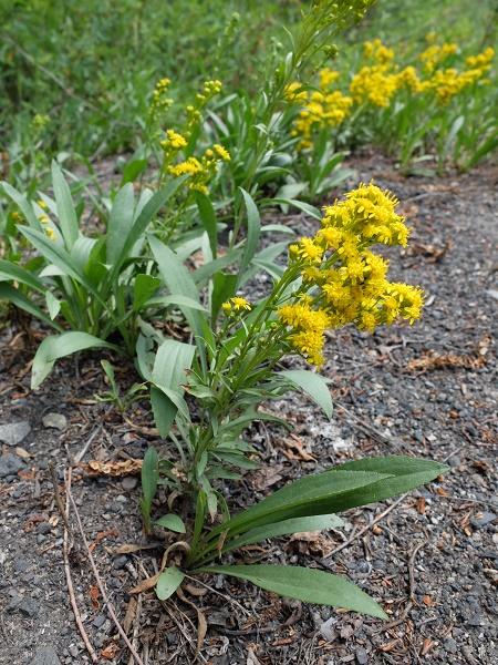 Solidago velutina var. sparsiflora